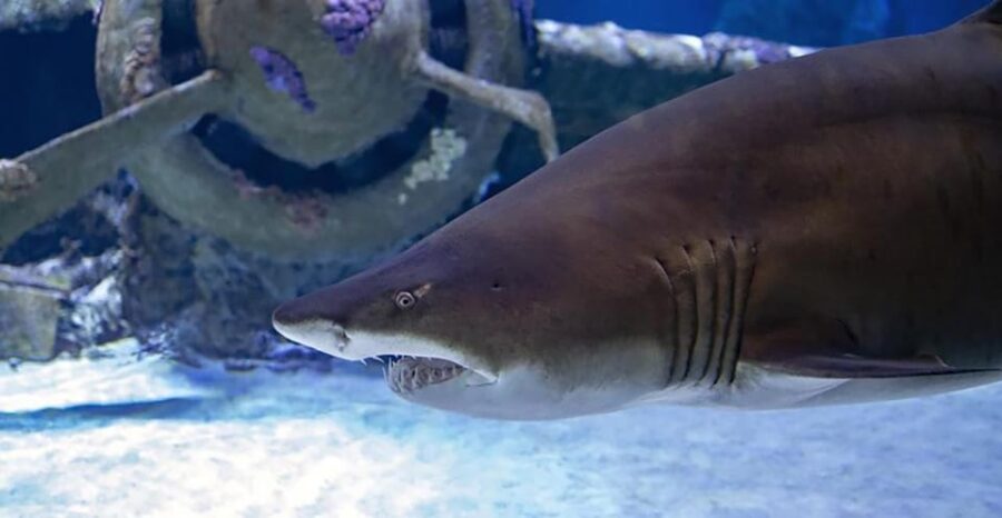 Antalya Aquarium Tour Include Transfer: Alanya,Side,Antalya - Tour Overview and Pricing