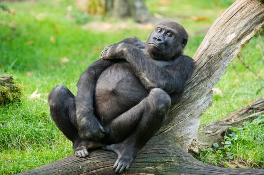 Apeldoorn: Apenheul Zoo Entry Ticket - Ticket Prices and Policies