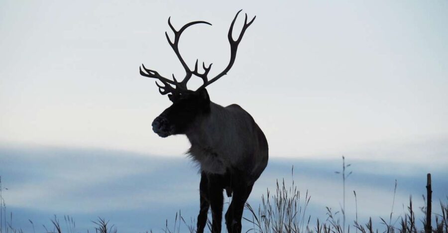 Arctic Day: Wildlife & Hot Springs | Half Day