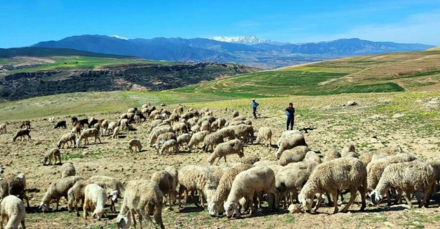 Atlas Mountains: Berber Villages, Waterfalls & Camel Ride