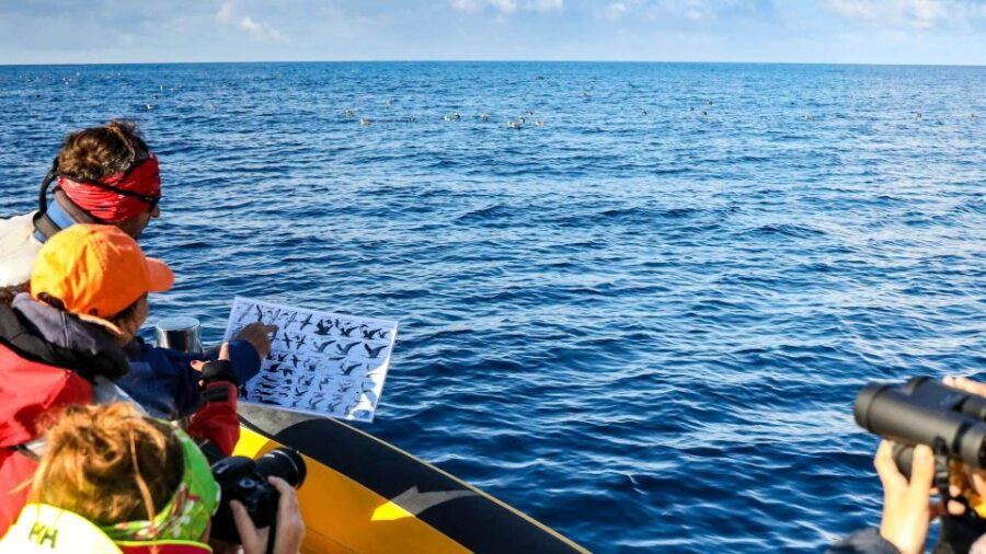 Azores Marine Birdwatching Expedition