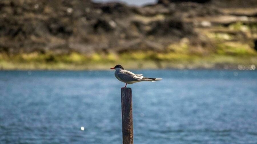 Azores Marine Birdwatching Expedition