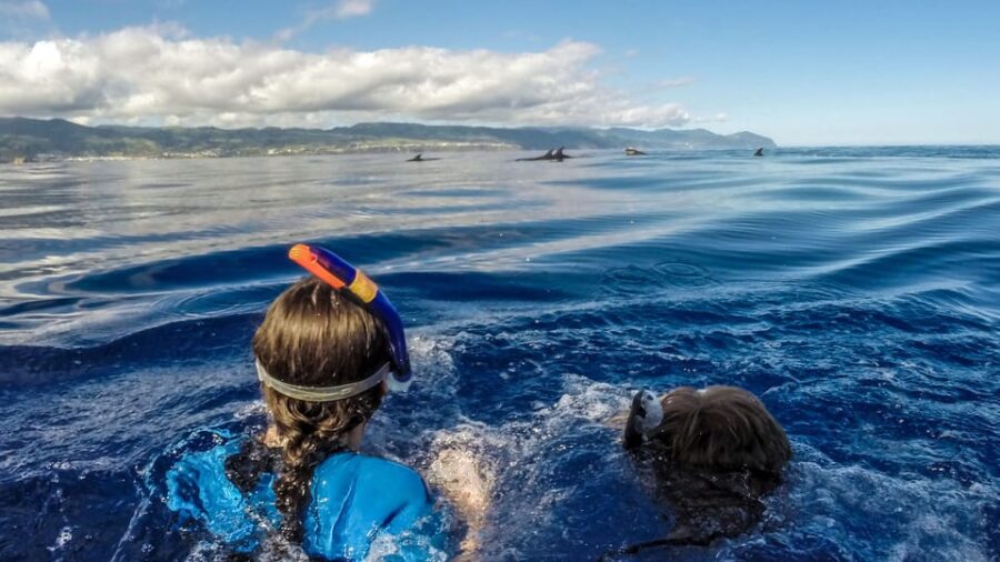 Azores: Swim With Dolphins Atlantic Experience