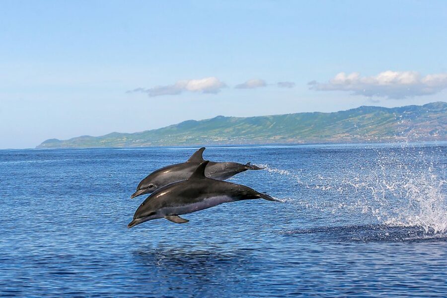 Azores: Whale Watching and Islet Boat Tour
