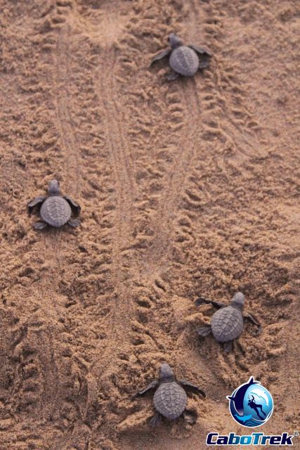 Baby Turtle Release