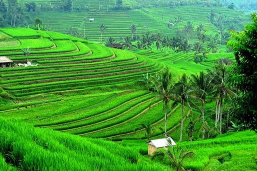 Bali: Banyumala Waterfall, Unesco World Heritage, Temple - Tour Overview