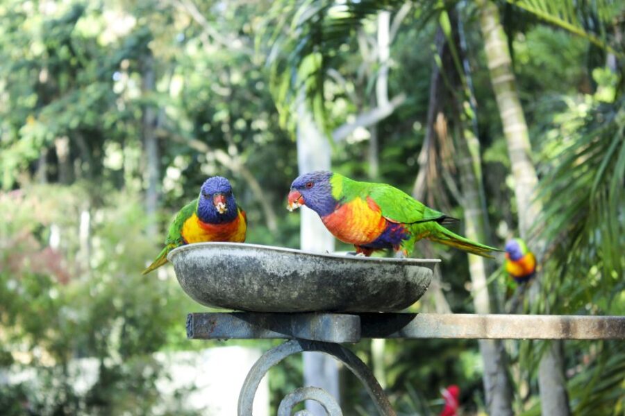 Bali Bird Park: 1-Day Admission Ticket - Ticket Information