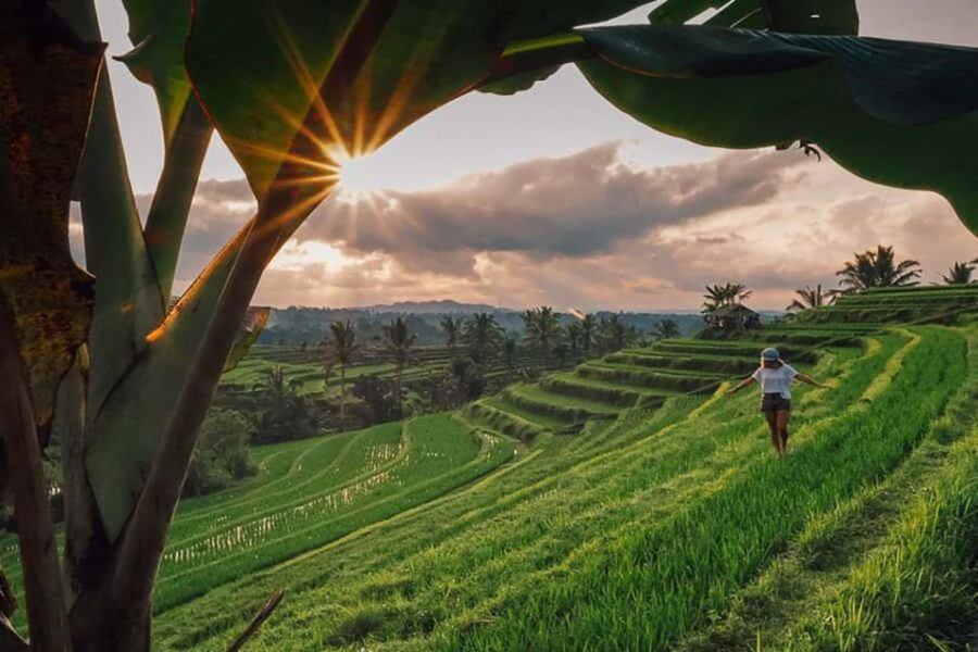 Bali: Jatiluwih Rice Terrace Sunrise Trekking With Breakfast - Tour Overview and Pricing