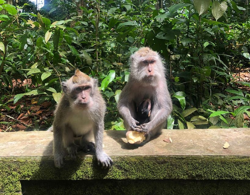Bali: Monkey Forest, Waterfalls, Rice Terracep, and Coffee …