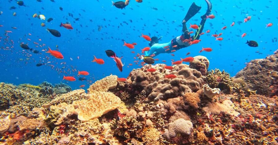 2 Best Snorkeling Experiences In Mangrove Point