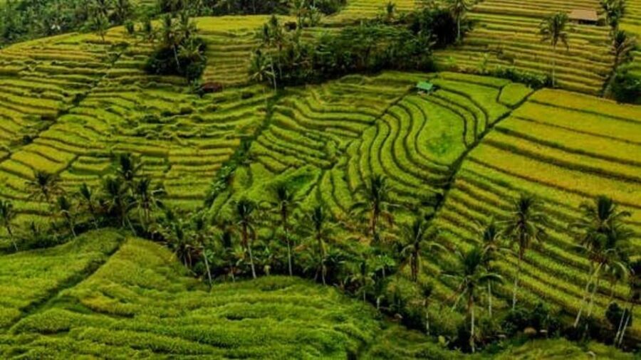 2 Best Historical Tours In Singaraja