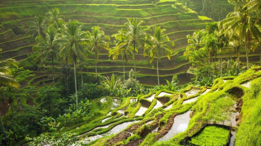 Bali: Snorkeling at Blue Lagoon Beach & Ubud Tour