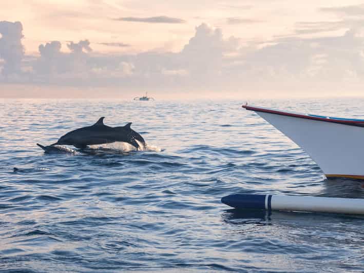 Bali: Swimming With Dolphin & Waterfal Tour, All Inclusive.