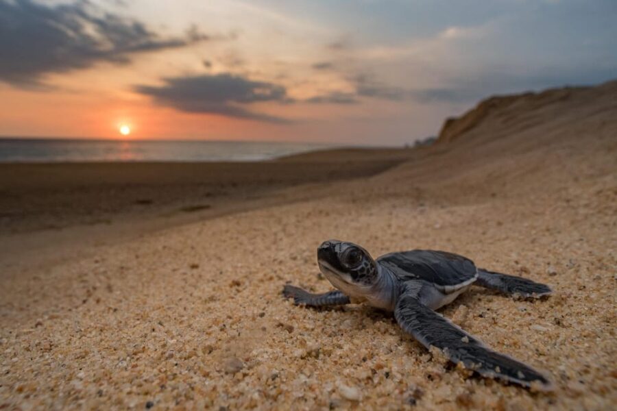 Bali: Turtle Conservation and Education Tour & Local Market