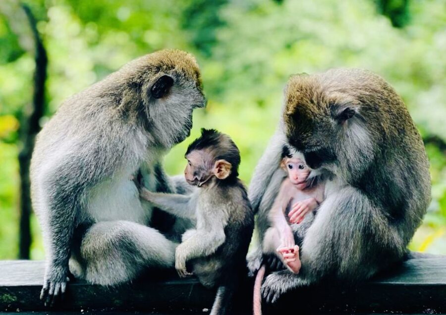 Bali: Ubud Monkey Forest, Tegalalang & Uluwatu Sunset Tour