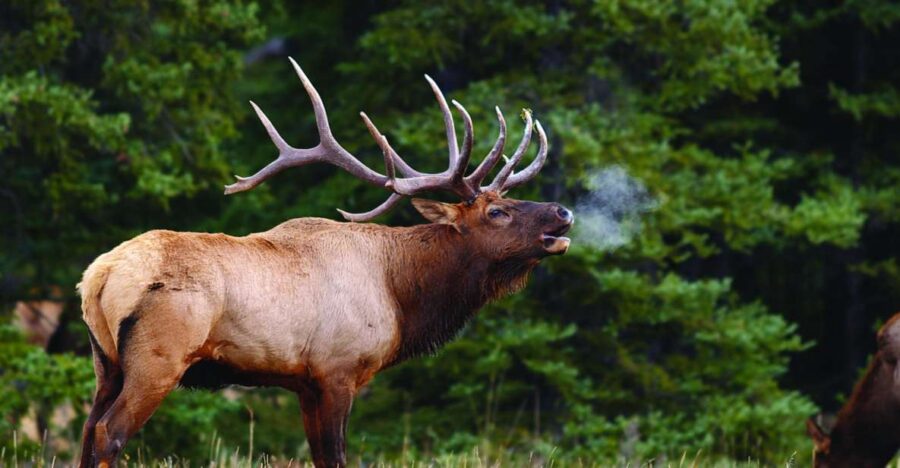 Banff: Evening Wildlife Safari Guided Tour