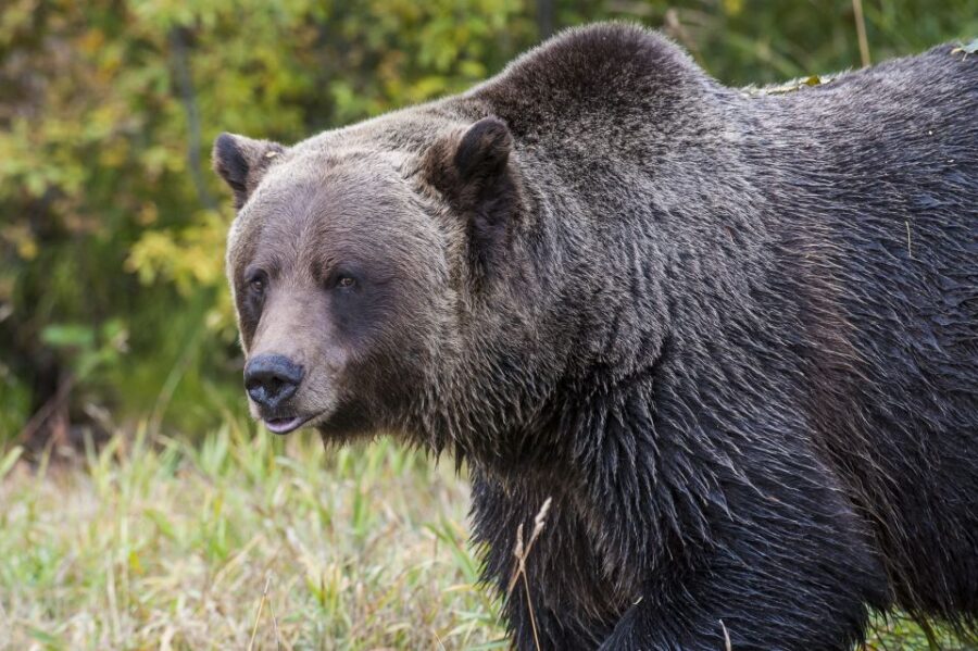 Banff: Grizzly Bear Refuge Tour With Lunch