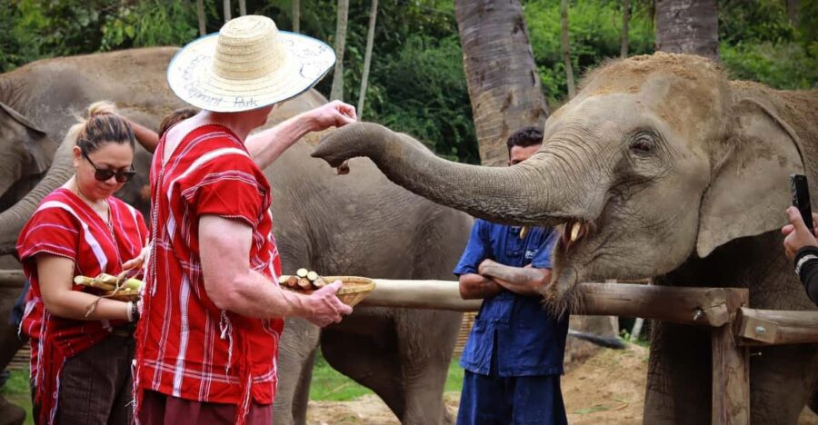 Bangkok Elephant Park: Half-Day Elephant Care - Experience Overview