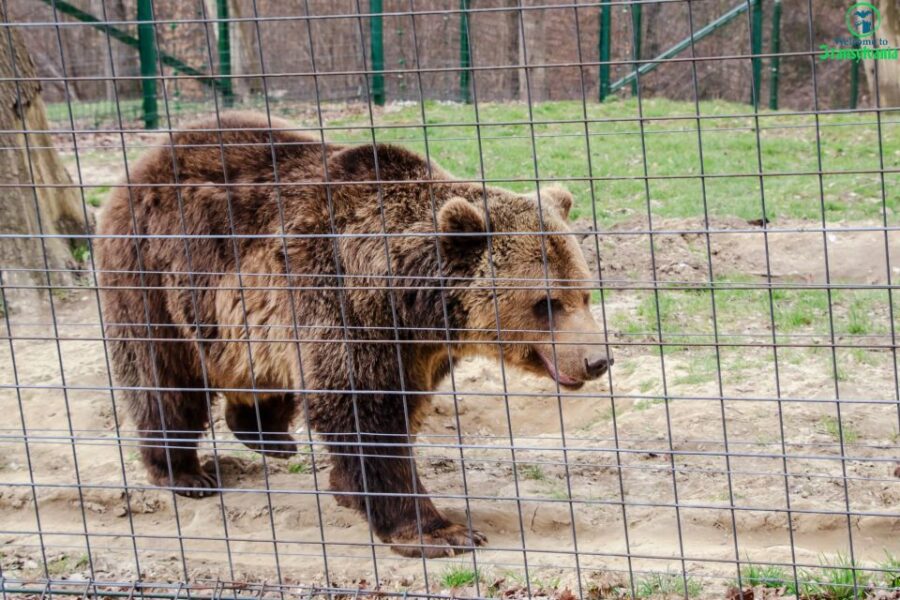 Bear Sanctuary & Bran Castle & Airport OTP From Brasov