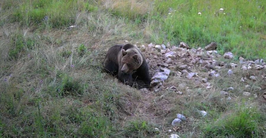 Bear Watching Slovenia With Ranger and Local Guide