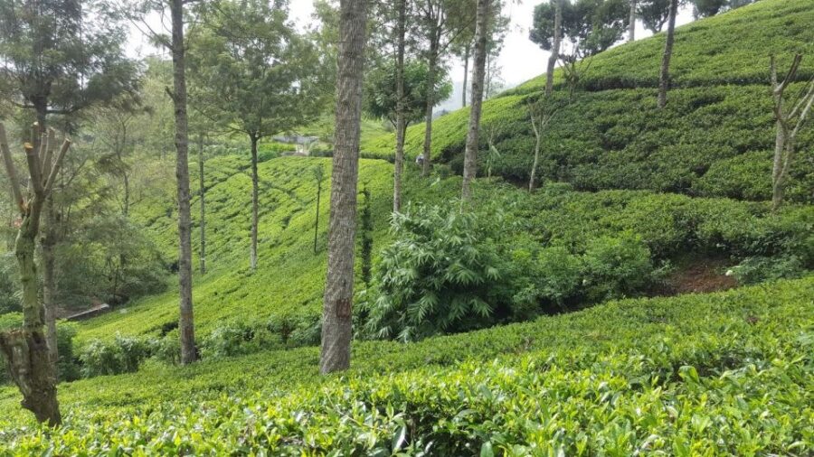 Bentota/Kalutara/Hikkaduwa: Day Trip to Ella Highlands