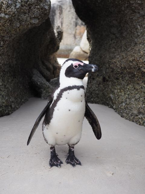 Best of Cape Town in a Day (Cape Point, Penguins and More) - Tour Overview