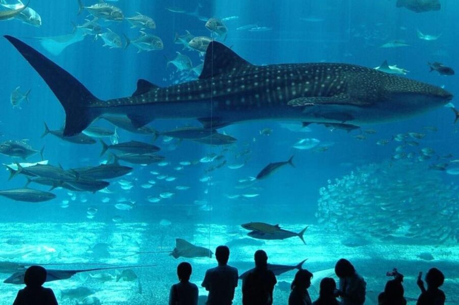 Best of Istanbul Aquarium Tour With Ticket & Hotel Transfer - Tour Overview
