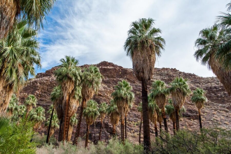 Best of Palm Springs Small Group Tour W/ Aerial Tram