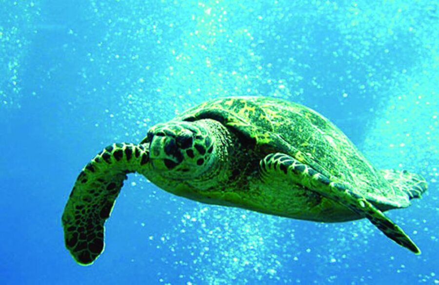 Big Island: 3 Hour Waikoloa Snorkeling & Sailing Adventure