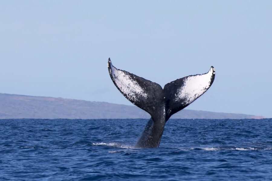 Big Island: Kona Whale Watching Tour - Tour Overview