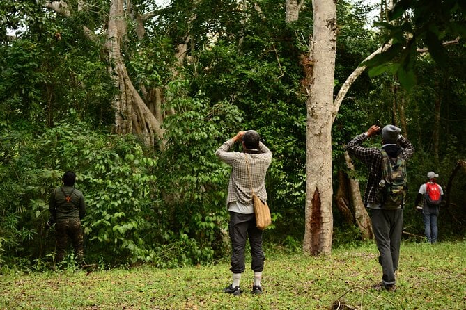 Birdwatching in Coba From Tulum - Tour Overview