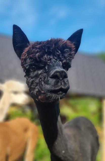Bohinj Bistrica: Walking With Alpacas – Domačija LončNar