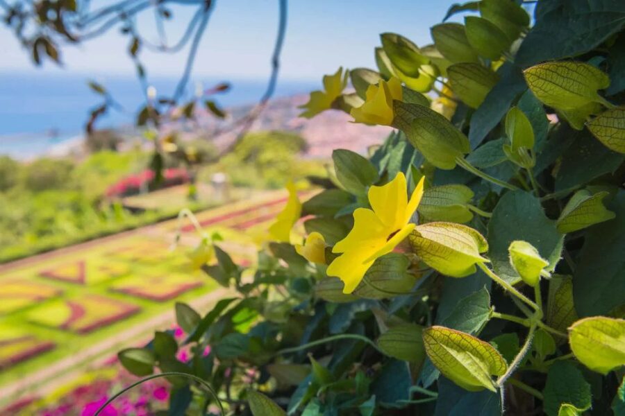 Botanical Garden & Funchal Old Town Private Tuk Tuk Tour
