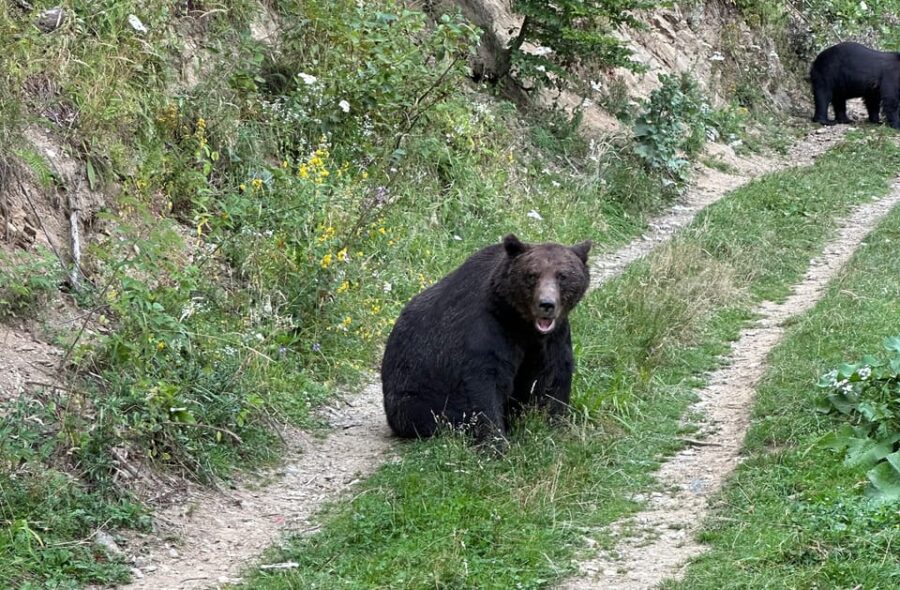Brasov: Bear Watching in the Wild (From a Hideout)