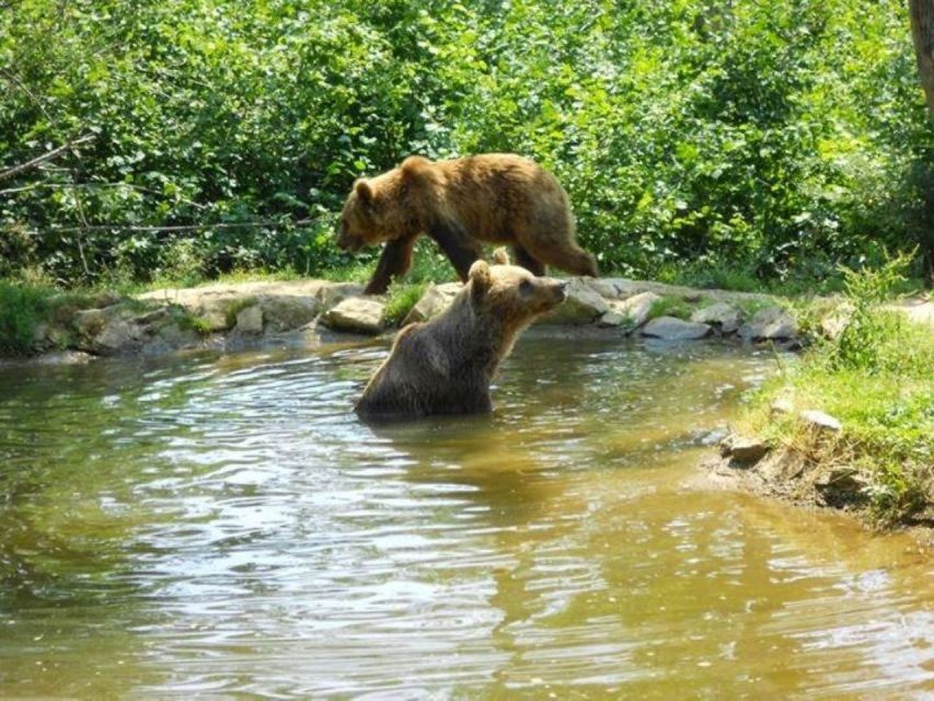 Brasov: Craiuli Mountains Hike & Bear Sanctuary Private Trip - Trip Overview and Pricing