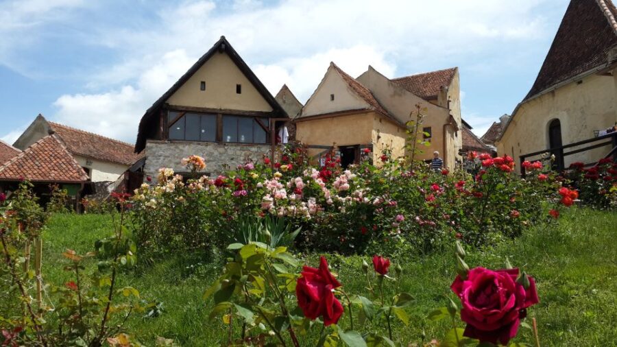 Brown Bear Sanctuary, Bran Castle & Rasnov Fortress Day Tour