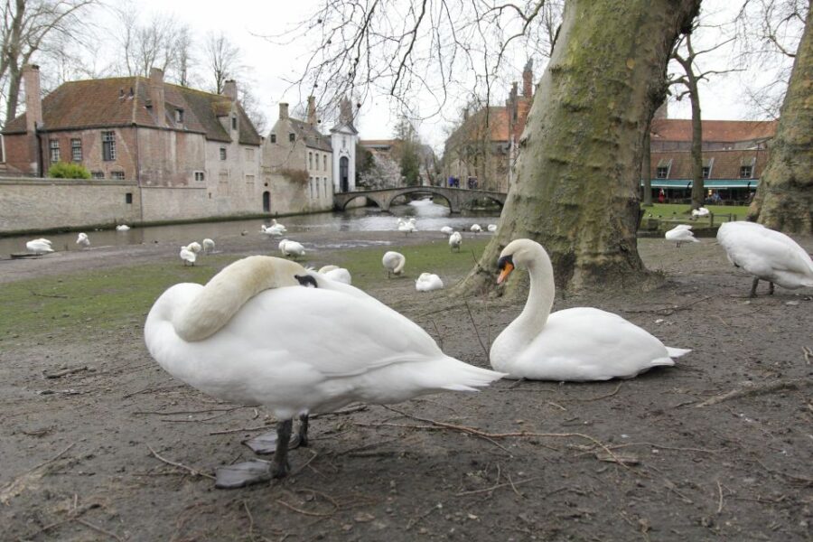 Bruges: Private Interactive Trivia City Tour