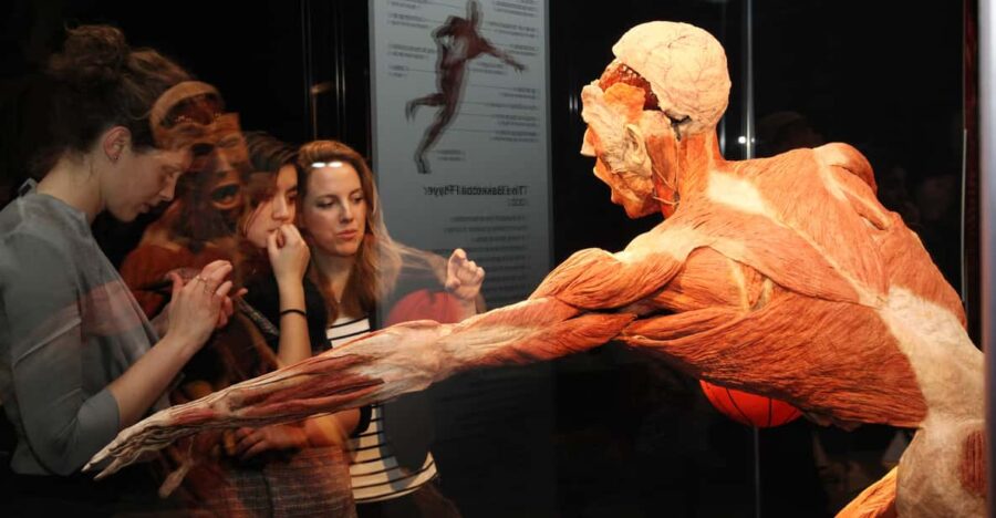 Bruges: Ticket to the Body Worlds Expo at the Oud Sint-Jan Site