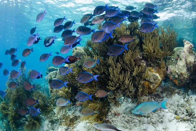 Brunch & Snorkel Catamaran Tour