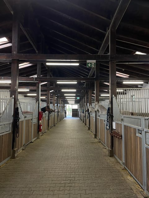 Bucharest: Beautiful Horses in Equestrian Manor Day Trip