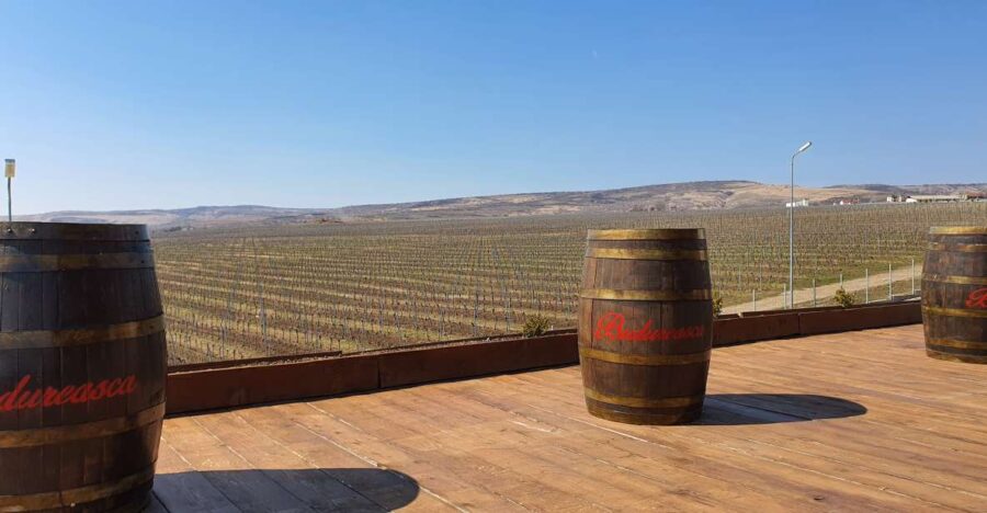Bucharest: Dealu Mare Winery Private Trip With Wine Tasting