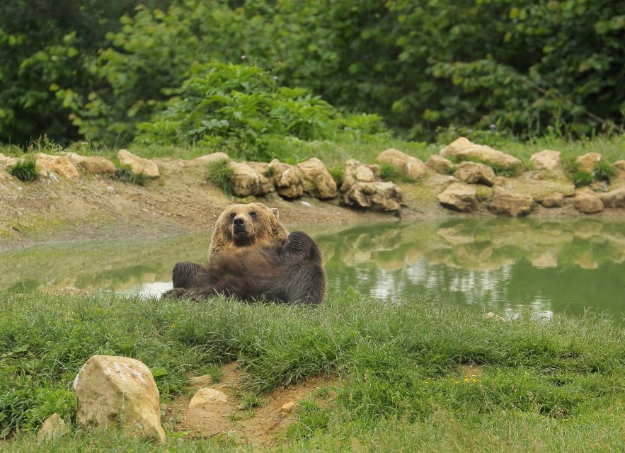Bucharest: Transylvania With Dracula Castle & Bear Sanctuary