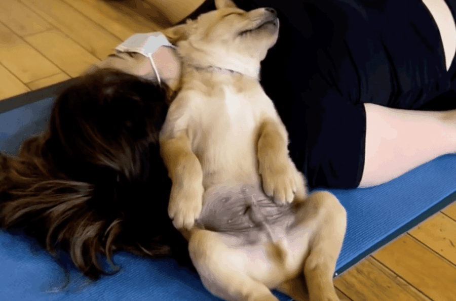 Budapest: Puppy Yoga Class