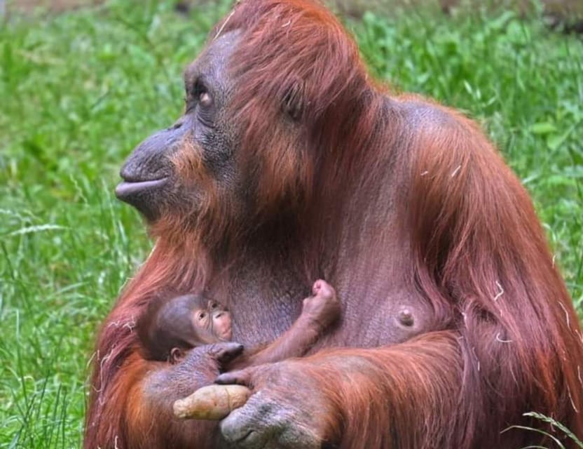 Bukit Lawang 6 Days Jungle Trek