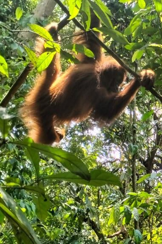 Bukit Lawang: Incredible Wildlife & Magnificent Jungle Trek