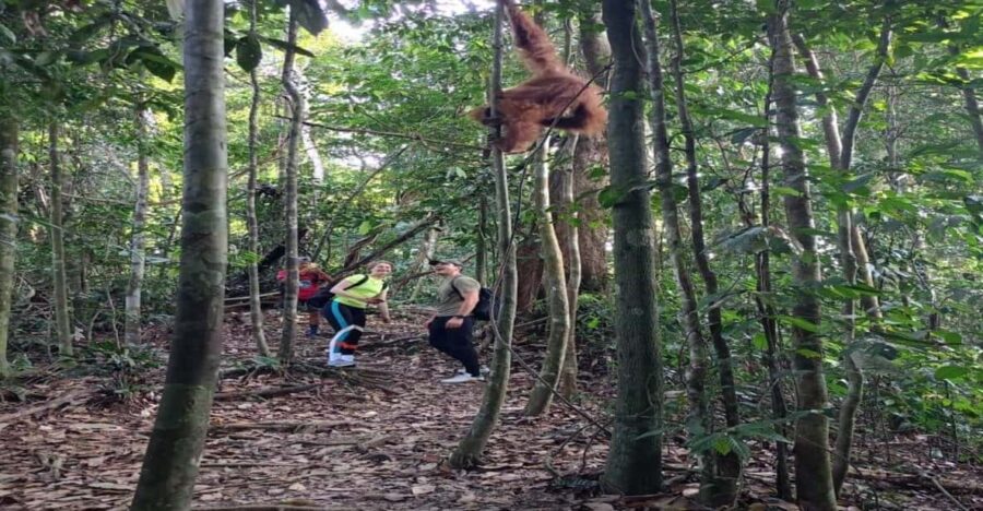 Bukit Lawang: Orangutan Trip
