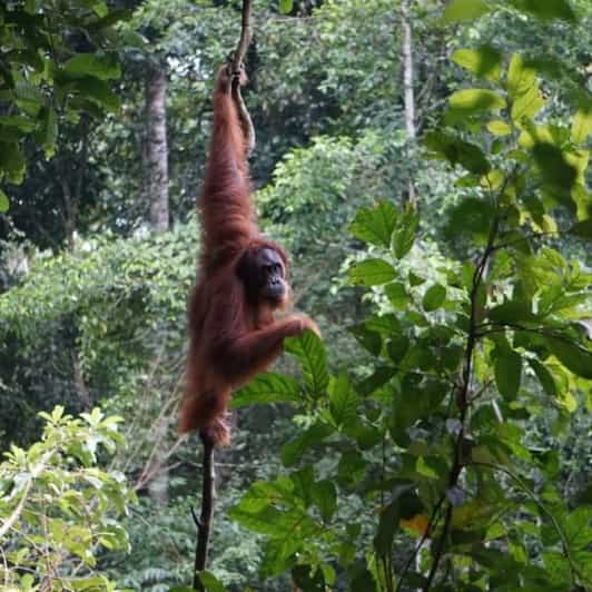 Bukit Lawang: Wild Orangùtan Adventurers