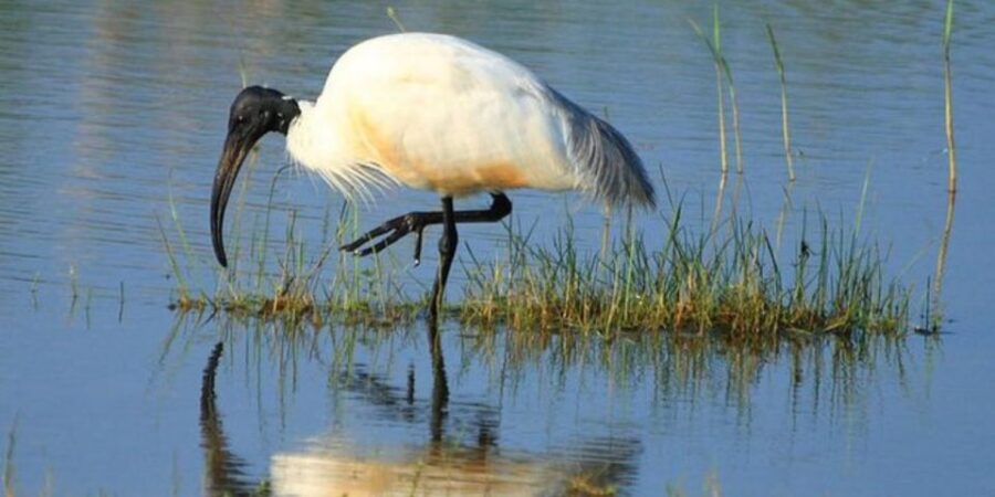 Bundala: Full Day Safari With Picnic Lunch From Hambantota!