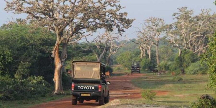 Bundala National Park: Half Day Safari From Hambantota