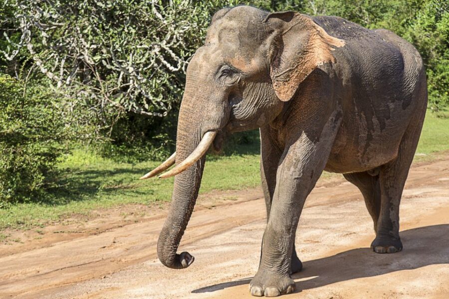 3 Best Tours In Weerawila